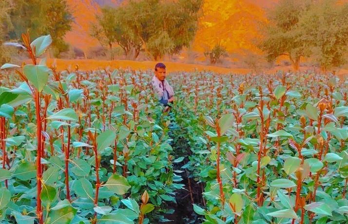 عمران.. مقتل شاب داخل مزرعة قات بمديرية "قفلة عذر"