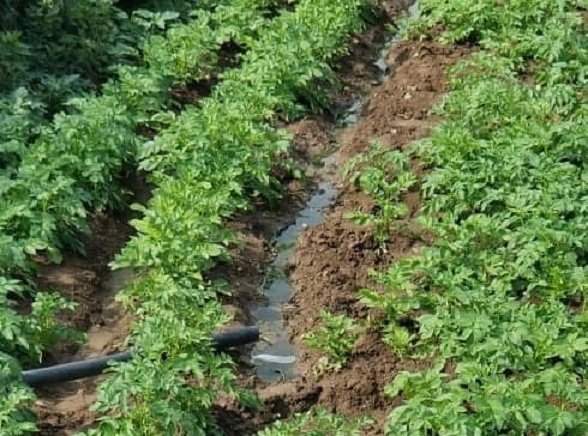 مسؤول حوثي في إب: "كارثة الري بمياه الصرف الصحي ستظل وصمة عار في جباهنا ولعنة تلاحقنا"