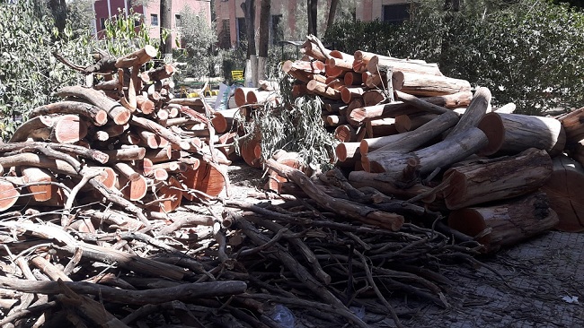 الاحتطاب الجائر يلتهم ملايين الأشجار سنويا ويفاقم المخاطر البيئية في اليمن