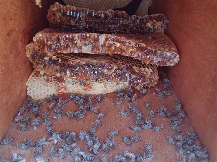 نحالون في حضرموت وشبوة يشكون نفوق مئات خلايا النحل.. ماهي الأسباب؟
